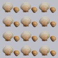 Seashell pattern. Texture with shells on a gray background Royalty Free Stock Photo