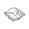 Seashell pearl line art. Summer time beach shell. Vector hand drawn seashell. Royalty Free Stock Photo