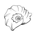 Seashell pearl line art. Summer time beach shell. Vector hand drawn seashell.