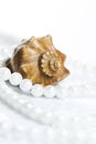 Seashell and pearl necklace Royalty Free Stock Photo