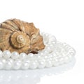 Seashell and pearl necklace Royalty Free Stock Photo