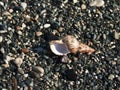 Seashell among pebbles at the beach Royalty Free Stock Photo