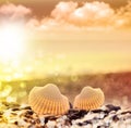 Seashell on pebbles beach