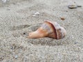 Seashell perfect close view