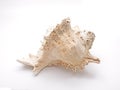 Seashell Ramose Murex on White Background