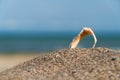 Seashell of rapana venosa rapa, sea snail, conchifera on the sand on the beach, blue blurred background of waves of the sea wate Royalty Free Stock Photo