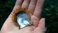 Seashell of rayed pearl oyster (Pinctada radiata) on the hand of a diver girl undersea, Aegean Sea Royalty Free Stock Photo