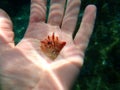 Seashell of rayed pearl oyster (Pinctada radiata) on the hand of a diver undersea, Aegean Sea Royalty Free Stock Photo