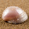 A seashell rests on a sandy surface, covered in small water droplets. The shell is smooth, with a Royalty Free Stock Photo