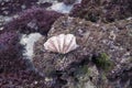 Seashell on a rock during lowtide, Nusa Lembongan, Bali, Indonesia Royalty Free Stock Photo