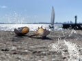 Seashell on rock at sea water splash on horizon Yacht blue sky and sunlight nature landscape