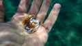 Seashell of saddle oyster or European jingle shell, European saddle oyster (Anomia ephippium) on the hand of a diver Royalty Free Stock Photo