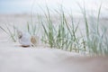 Seashell on sand Royalty Free Stock Photo