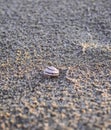 seashell on the sand. nice and shine sea shell on the beach with perfect, shallow dof Royalty Free Stock Photo