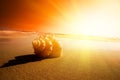 Seashell sand and ocean Royalty Free Stock Photo