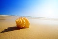 Seashell sand and ocean Royalty Free Stock Photo