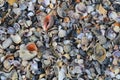 Seashell sand from shells, many different shells.