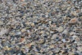 Seashell sand from shells, many different shells.