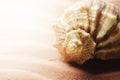 Seashell Royalty Free Stock Photo