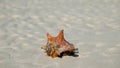 Seashell on the sandy beach.