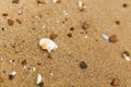 Seashell on sandy beach close up. White shells on shore near sea. Relaxing on tropical island. Let`s go travel. Summer vacation