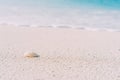 Seashell on sandy beach with defokused white foam of rolling ocean waves in background. Tropical beach with azure water Royalty Free Stock Photo