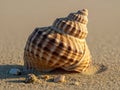 Seashell on sandy beach Royalty Free Stock Photo