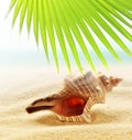 Seashell on the sandy beach and palm leaf Royalty Free Stock Photo