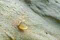 Seashell on sandy beach