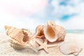 Seashell on sandy seacoast. Travel concept