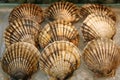 Seashell - Scallop Royalty Free Stock Photo