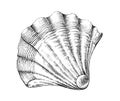 Seashell scallop sketch hand drawn engraving style Underwater animals