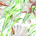 Seashell sea, alga, watercolor