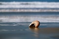Seashell on sea beach, Agadir ,Marocco