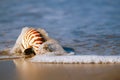 Seashell on sea beach, Agadir ,Marocco