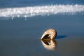 Seashell on sea beach, Agadir ,Marocco