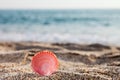 Seashell on sea sand beach Royalty Free Stock Photo