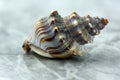 A close up on a sea shell on a marble surface. Lovely texture of the shell Royalty Free Stock Photo