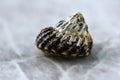 A close up on a sea shell on a marble surface. Lovely texture of the shell Royalty Free Stock Photo