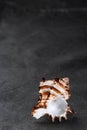 Seashell sea shell on old black leather background Royalty Free Stock Photo