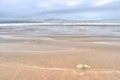 Seashell on the sea shore