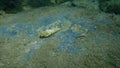 Seashell of sea snail common cerith Cerithium vulgatum on sea bottom, Aegean Sea. Royalty Free Stock Photo
