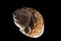 Seashell Royalty Free Stock Photo