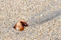 Seashell Royalty Free Stock Photo