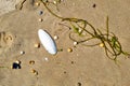 Seashell and Seaweed on Sandy Beach - Coastal Nature Composition for Prints and Decor Royalty Free Stock Photo