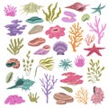 Seashell seaweeds corals. Color underwater conches, hawaii beach elements, reefs wildlife, beautiful ocean nature, shell