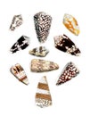 Seashell Set. Illustration of a collection of seashells. Royalty Free Stock Photo