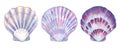 Seashell set watercolor illustration. Watercolor hand drawn sea shells isolated on white background Royalty Free Stock Photo