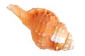 Seashell shell isolated