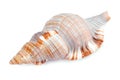 Seashell shell isolated